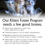 Become a Foster Family